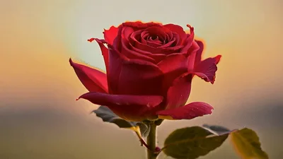Red Rose Blooming Against A Golden Sunset Background