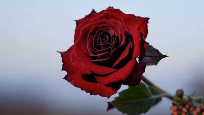 Deep Red Rose Blooming Against Soft Blurred Background
