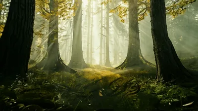Sunlight Beams Through Ancient Forest Trees
