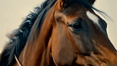 Close Up Portrait Of A Beautiful Brown Horse