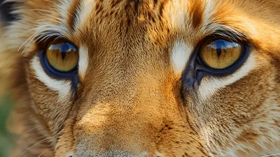 Extreme Close Up Of A Lynx Face