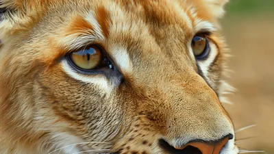 Close Up Portrait Of A Majestic Liger