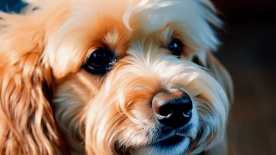 Close Up Portrait Of A Cute Golden Doodle Dog