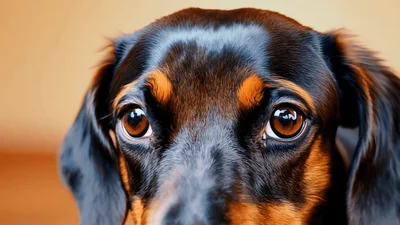 Close Up Portrait Of A Dachshund Dog Looking Around