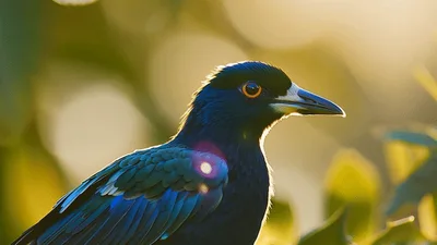 Iridescent Satin Bowerbird Perched In Sunlight