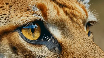 Extreme Close Up Of A Serval Cat Eye