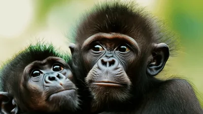 Two Young Chimpanzees Looking Around Together