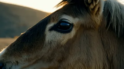 Close Up Of A Wild Horse In The Desert