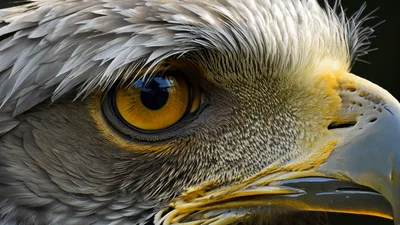 Extreme Close Up Of A Golden Eagle Eye