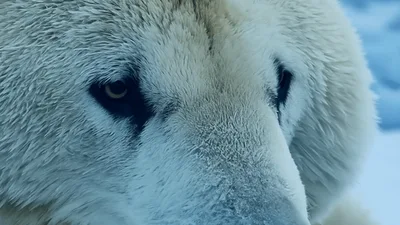 Close Up Portrait Of A Majestic White Arctic Wolf