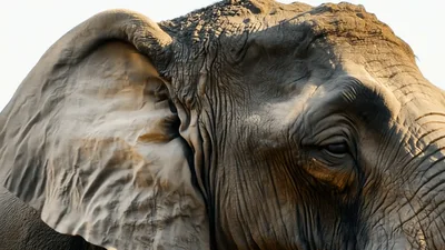 Close Up Portrait Of An African Elephant