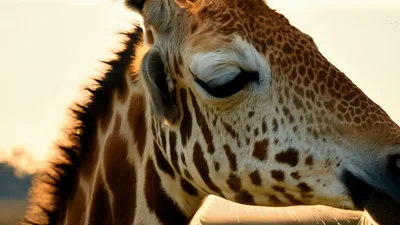 Close Up Portrait Of A Giraffe In The Wild