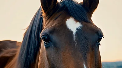 Close Up Portrait Of A Brown Horse At Sunset