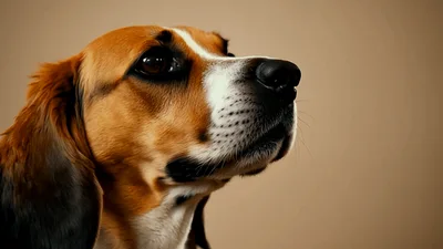 Close Up Portrait Of A Beagle Dog