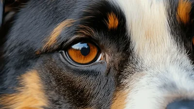 Close Up Of An Australian Shepherd Dog Eye