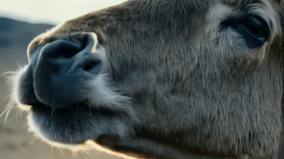 Close Up Of A Przewalski Horse Chewing
