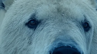 Close Up Portrait Of A Polar Bear Looking Around
