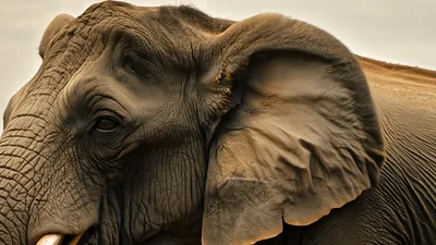 Close Up Portrait Of An African Elephant Flapping Ears