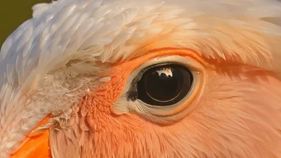 Extreme Close Up Of A Galah Cockatoo Eye