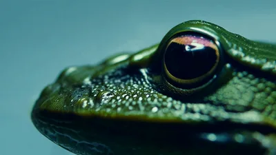 Close Up Of A Green Frog Resting In Water