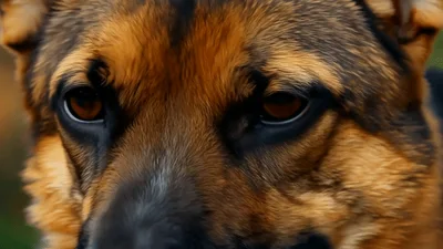 Close Up Portrait Of A German Shepherd Dog