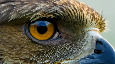 Extreme Close Up Of A Hawk Eye Blinking