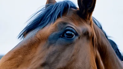 Close Up Portrait Of A Brown Horse