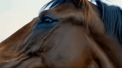 Close Up Portrait Of A Brown Horse