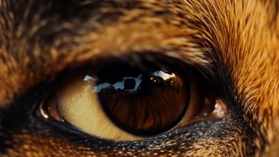 Extreme Close Up Of A Dog Eye Blinking