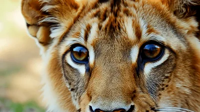 Close Up Portrait Of A Young Lion Cub