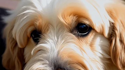 Close Up Portrait Of A Cute Golden Doodle Dog