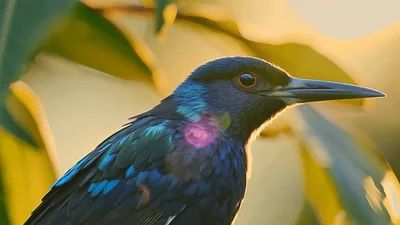 Iridescent Satin Bowerbird Perched In Golden Sunlight