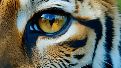 Extreme Close Up Of A Tiger Eye
