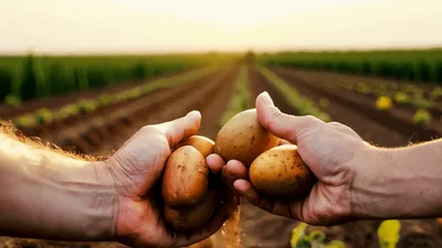 Farmer Holding Freshly Harvested Potatoes In Field