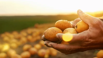 Farmer Holding Freshly Harvested Potatoes In Field