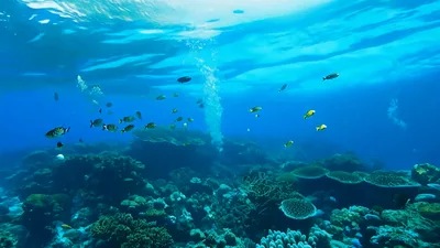 Tropical Fish Swimming Over Vibrant Coral Reef Underwater