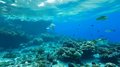 Sea Turtle Swimming Near Coral Reef With Tropical Fish