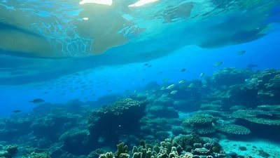 School Of Tropical Fish Swimming Over Coral Reef