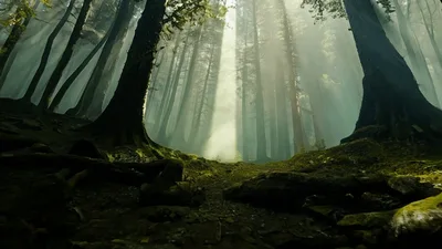Sunlight Beams Through Ancient Redwood Forest Canopy