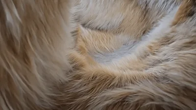 Close Up Of Soft Brown Animal Fur Texture
