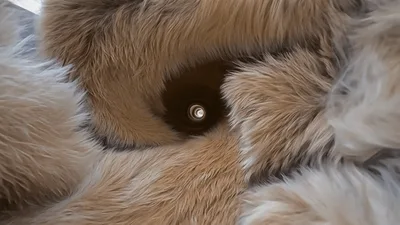 Abstract Fur Tunnel Zooming Into Bright Light