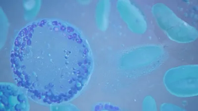 Microscopic View Of Biological Cells Dividing And Interacting