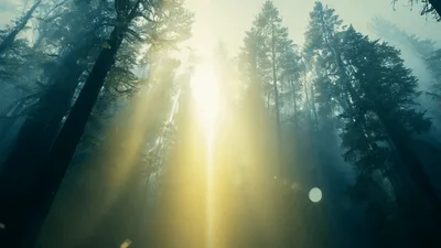 Sunlight Beams Piercing Through Dense Misty Forest Canopy