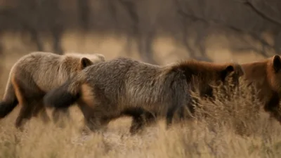 Three Maned Wolves Walking Through Dry Grassland