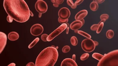 Red Blood Cells Floating Through A Human Vein