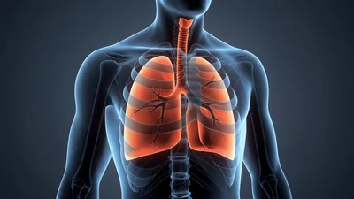 3D Medical Animation of Human Lungs Breathing