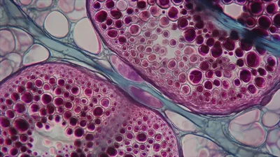 Microscopic View Of Plant Cell Starch Granules
