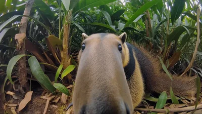 Southern Tamandua Anteater Investigating Camera In Tropical Forest
