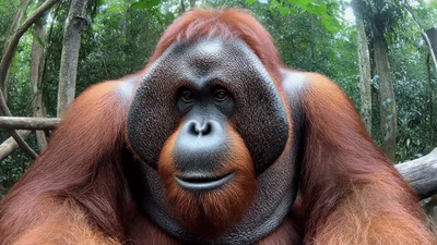 Close Up Portrait Of A Male Orangutan In Jungle