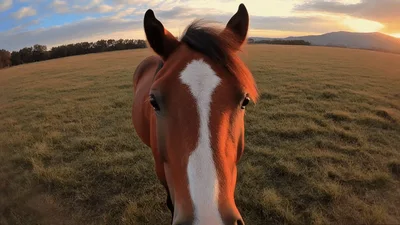 Close Up Portrait Of A Brown Horse In A Field